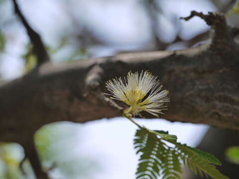 Imagem de Albizia amara (Roxb.) B. Boivin