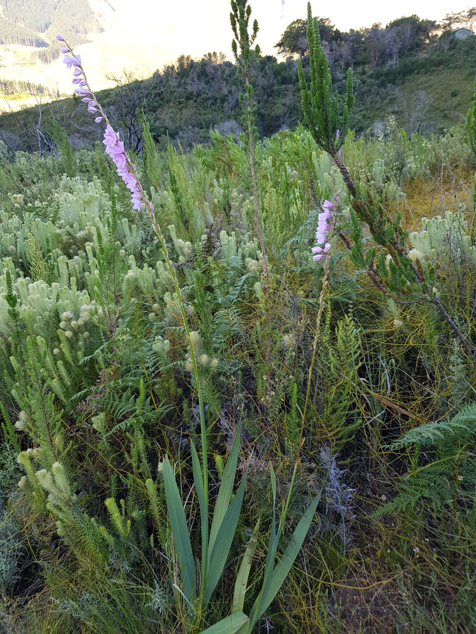 Image of fragrant bugle-lily