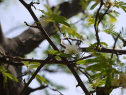 Imagem de Albizia amara (Roxb.) B. Boivin