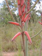 Image of Basil Christian's aloe