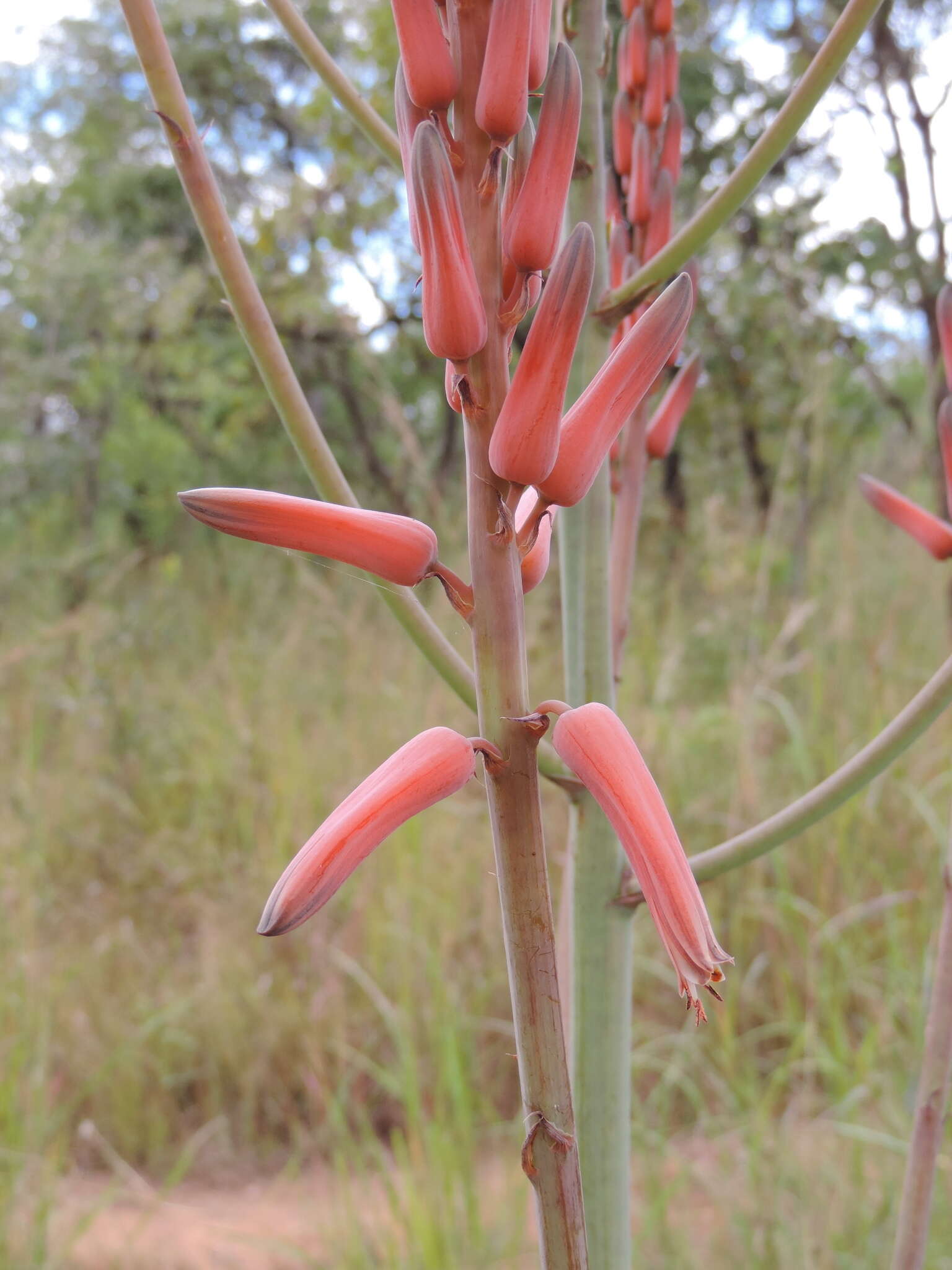 Image of Basil Christian's aloe