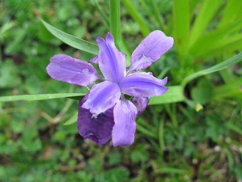 Sivun Iris goniocarpa Baker kuva