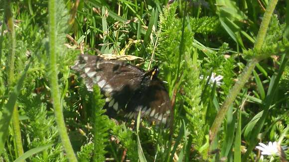 Image of Short-tailed Swallowtail