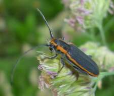 Image of Red-edged Saperda