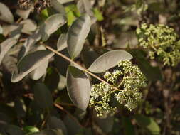 Image of Syzygium caryophyllatum (L.) Alston