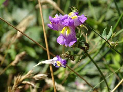 Image of Linaria triornithophora (L.) Willd.