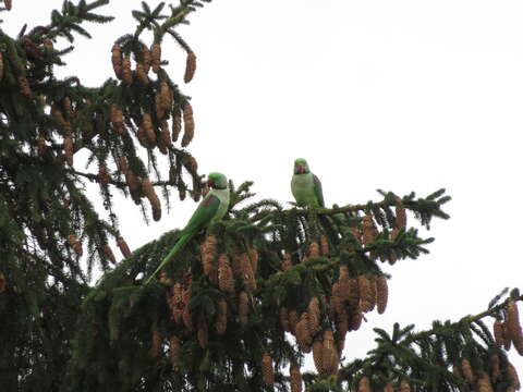 Image of Alexandrine Parakeet