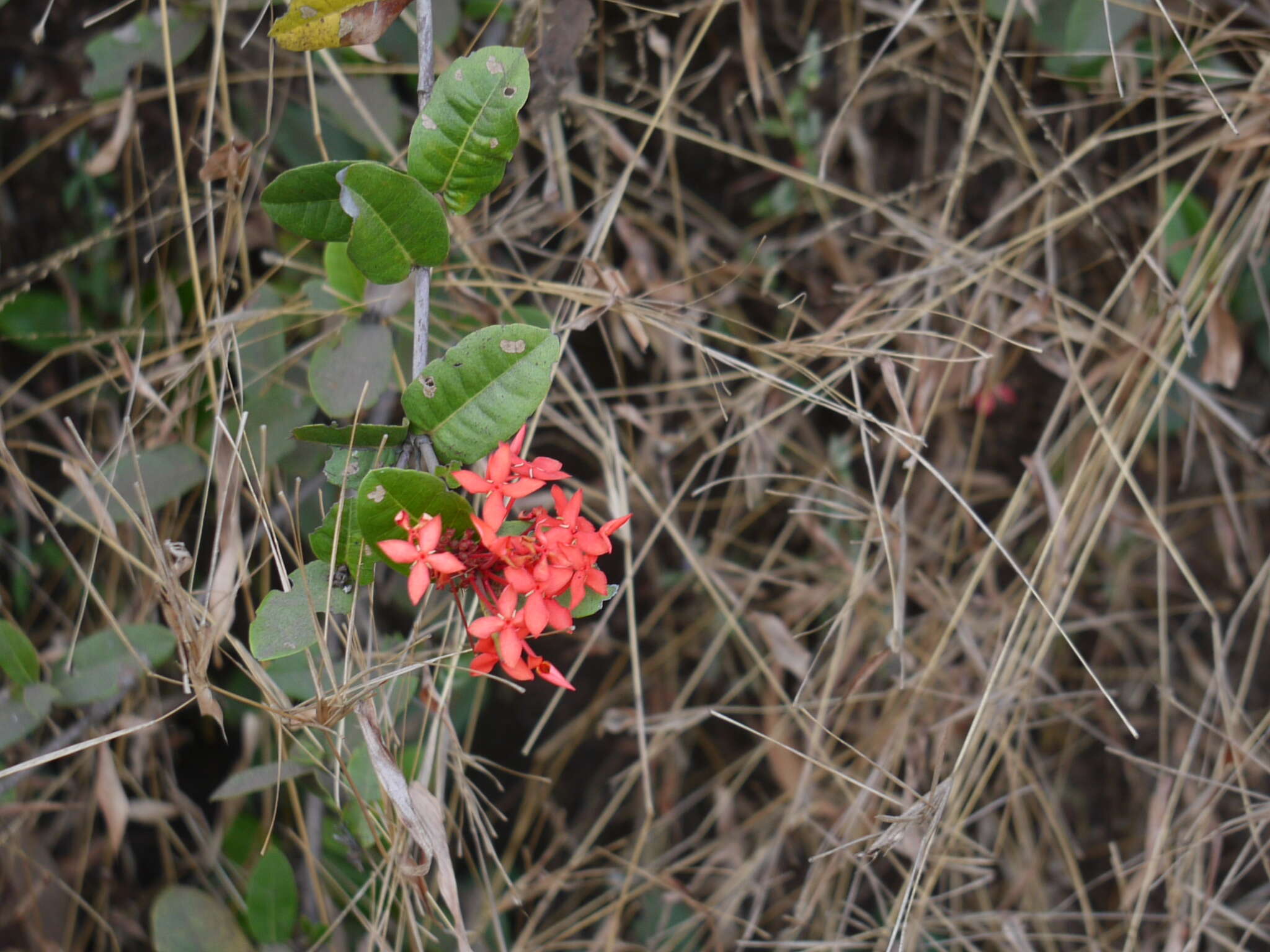 Image of scarlet jungleflame