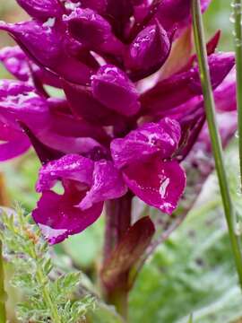 Image de Dactylorhiza aristata (Fisch. ex Lindl.) Soó