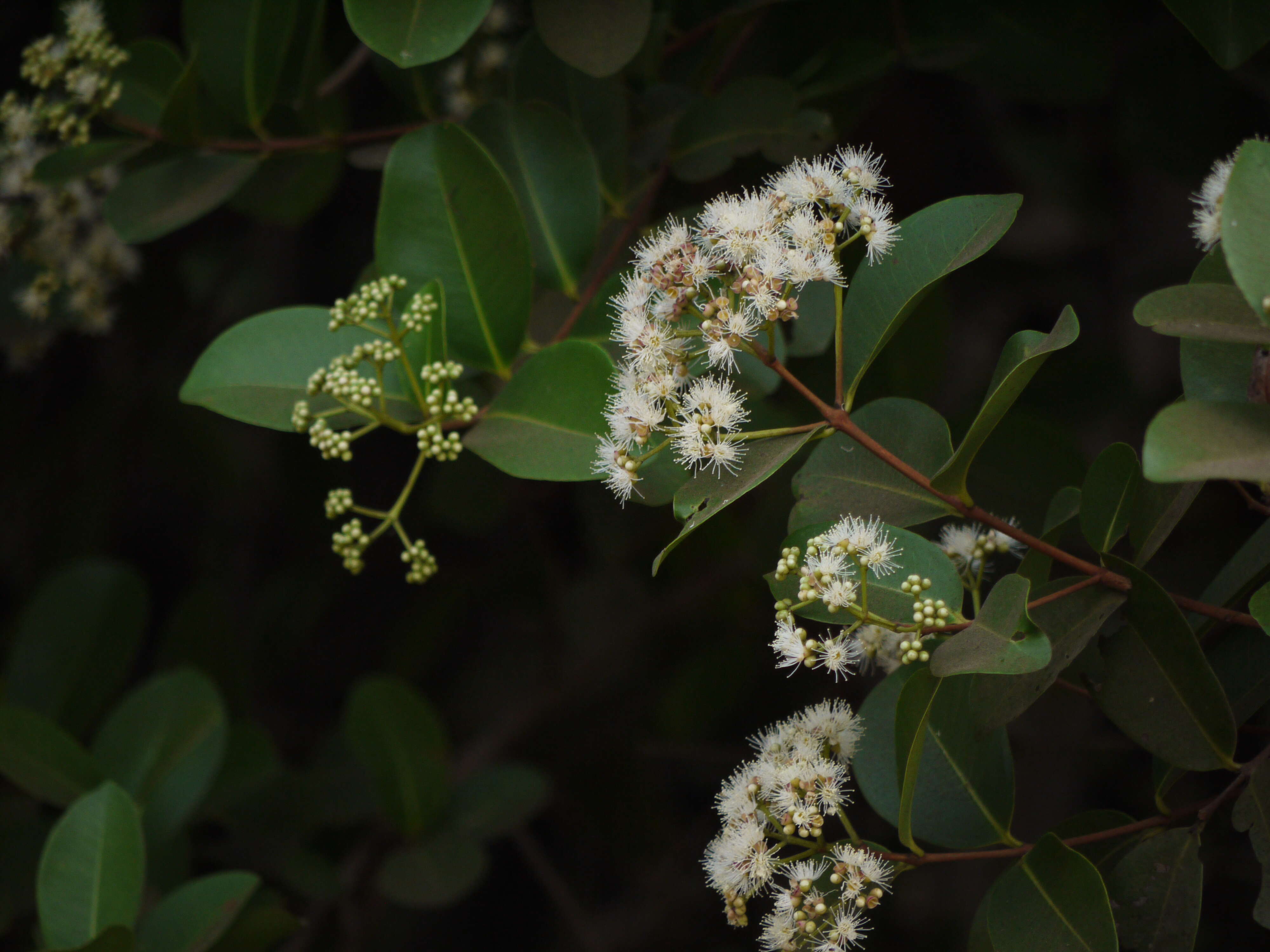 Image of Syzygium caryophyllatum (L.) Alston