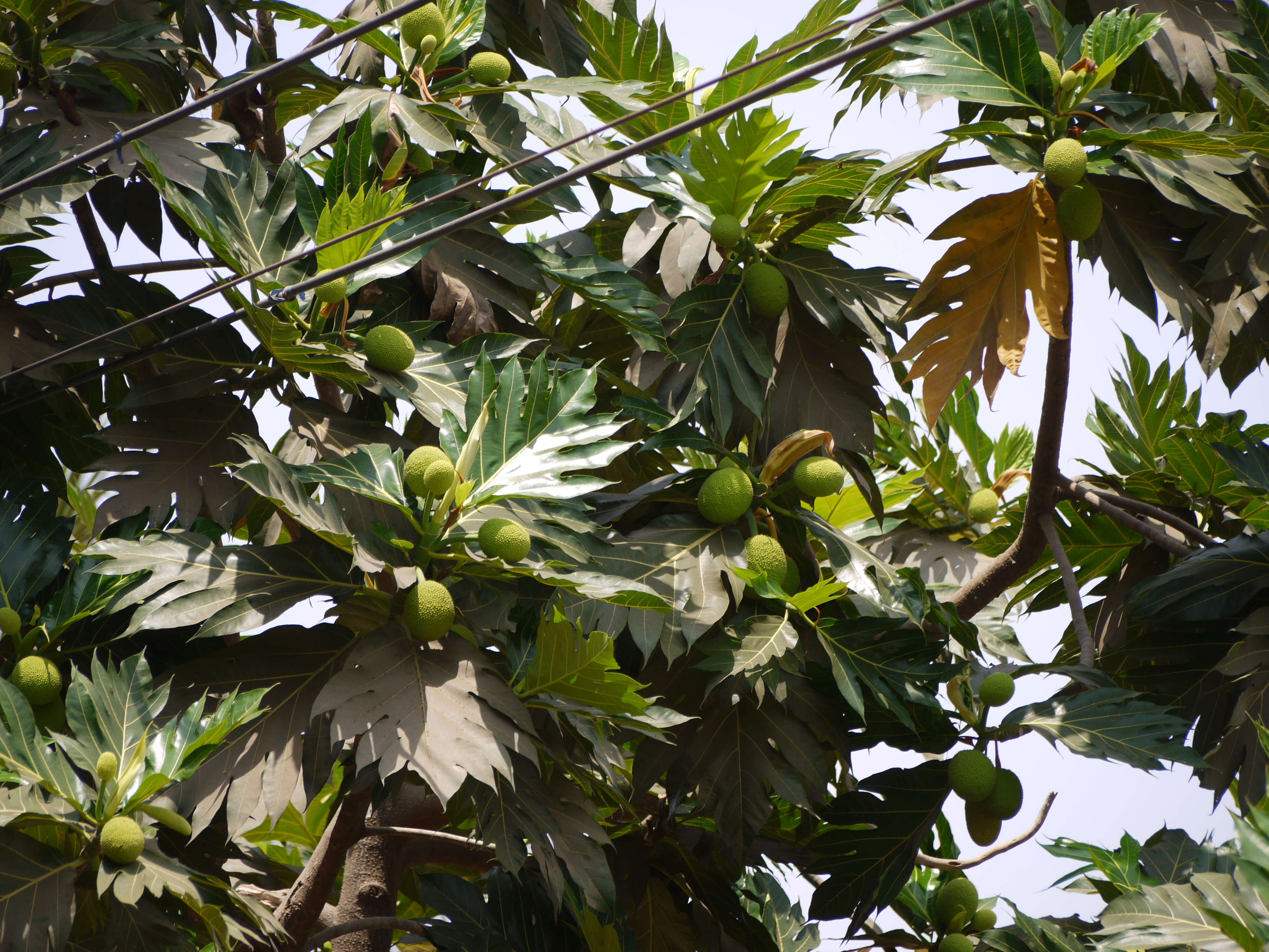 Image de Arbre à pain