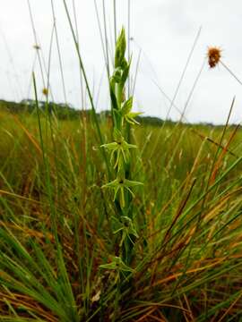 Image of <i>Habenaria paxamorque</i> Léotard & Galliffet 2017