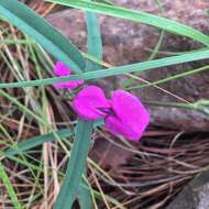 Image of longleaf cologania