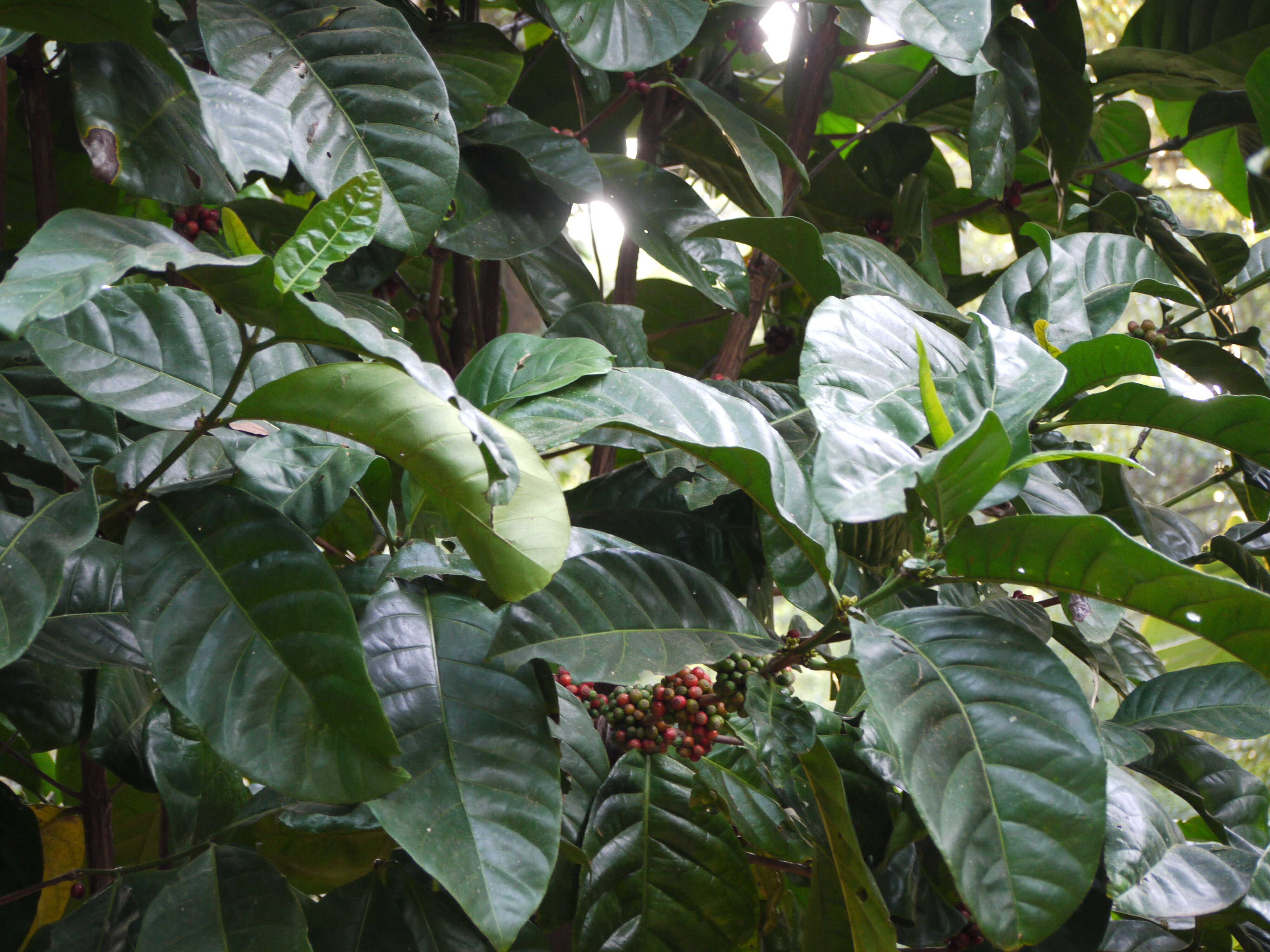 Image of robusta coffee