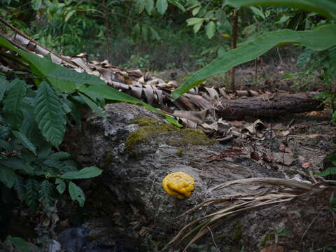 Image of Bracket Fungus