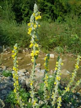 Image of Verbascum gnaphalodes Bieb.