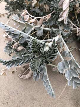 Image of freckled milkvetch