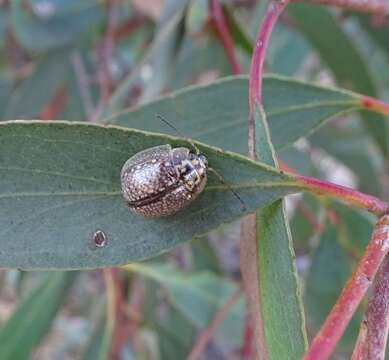 صورة <i>Paropsisterna decolorata</i>