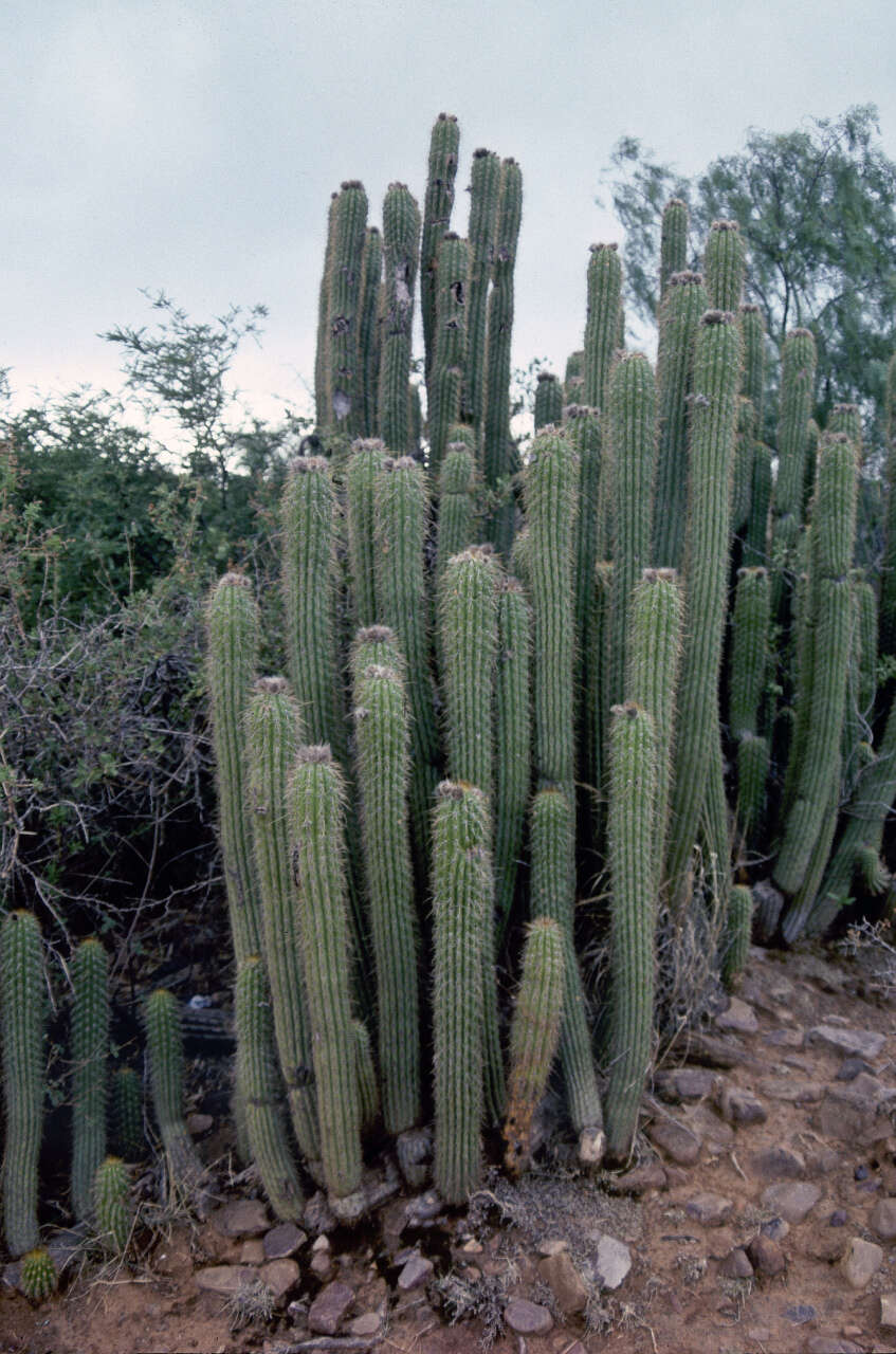 Image of Echinopsis volliana (Backeb.) H. Friedrich & G. D. Rowley