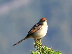 Image of Cisticola tinniens tinniens (Lichtenstein & Mhk 1842)