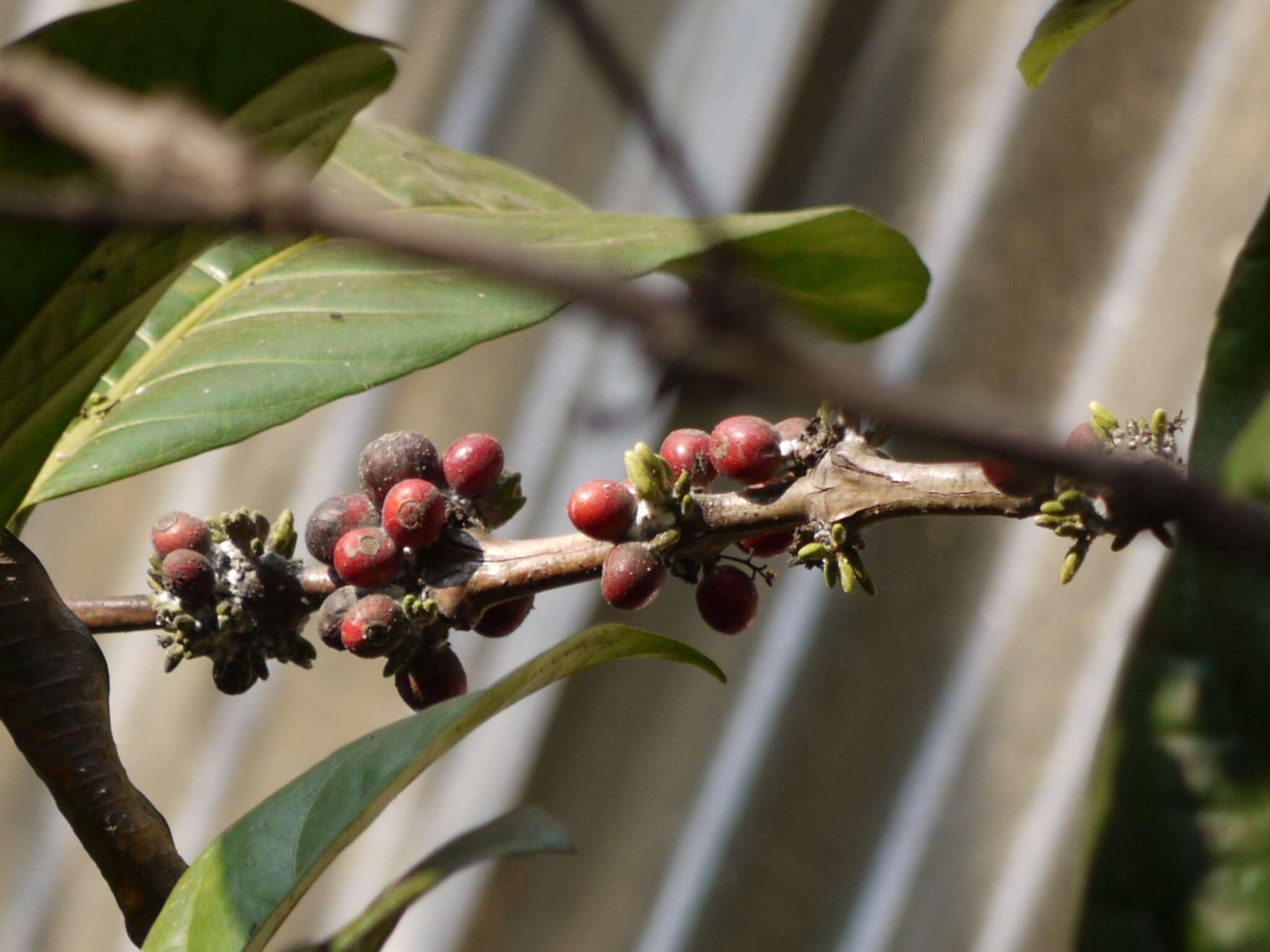 Image of robusta coffee