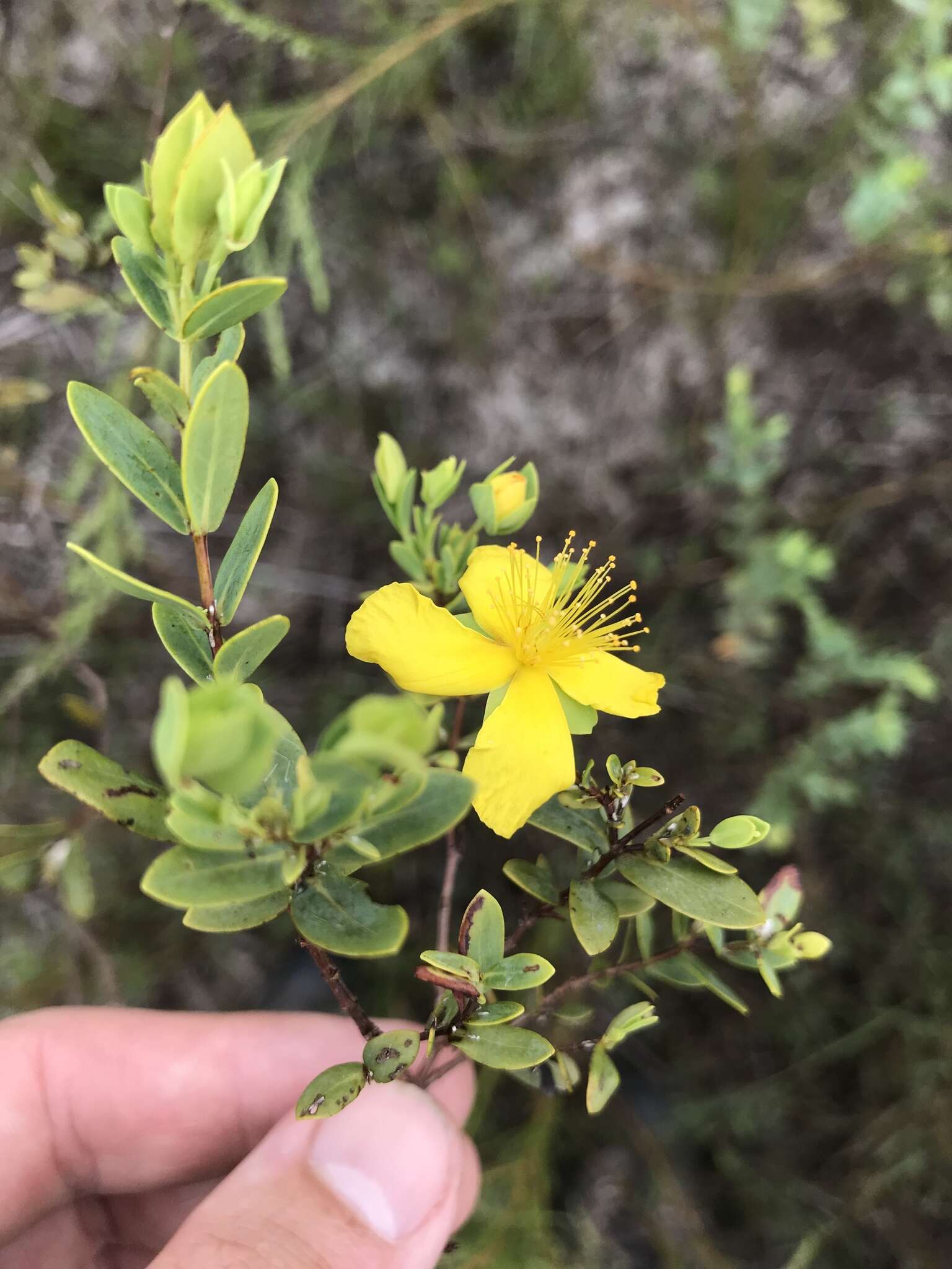 Image of Arcadian St. John's-Wort