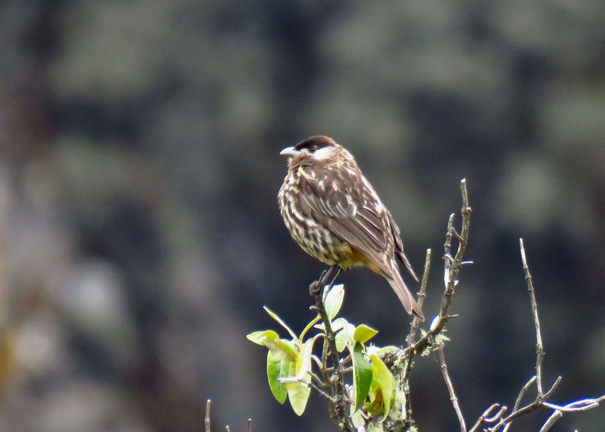 Image of White-cheeked Cotingas