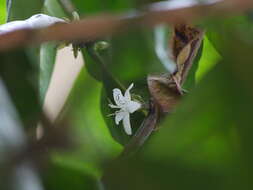 Image of robusta coffee