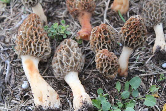 Image of Morchella palazonii Clowez & L. Romero 2015