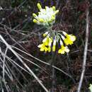 Image of Primula smithiana Craib