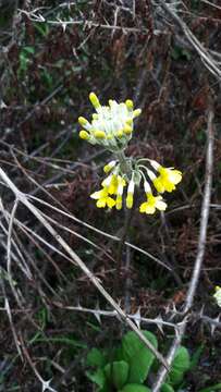 Primula smithiana Craib resmi