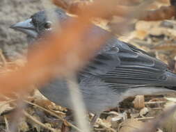 Image of Blue Chaffinch