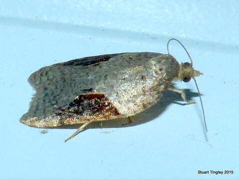 Image of Acleris macdunnoughi Obraztsov 1963