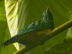 Image of African Emerald Cuckoo