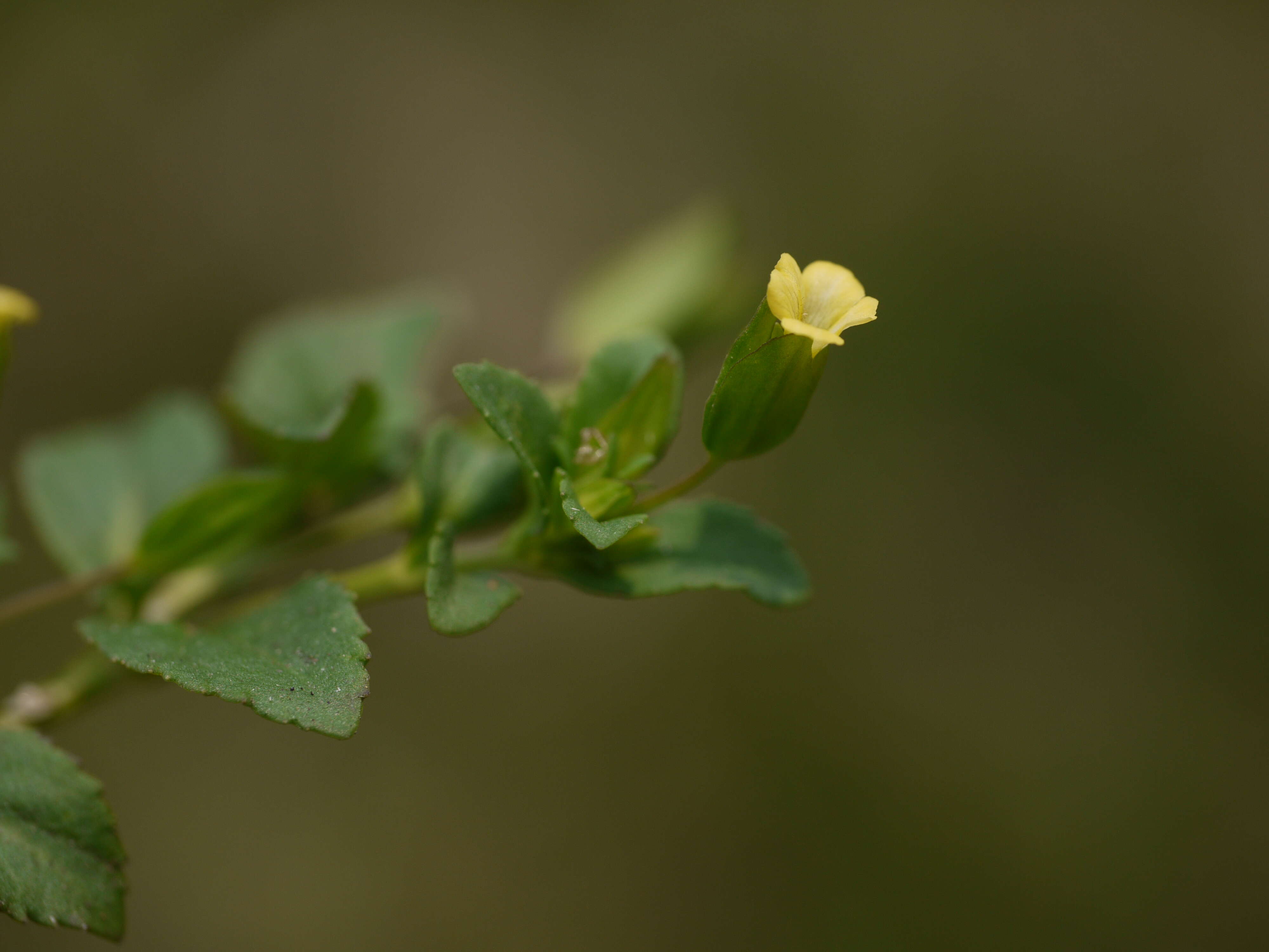 Mecardonia procumbens (Mill.) Small resmi