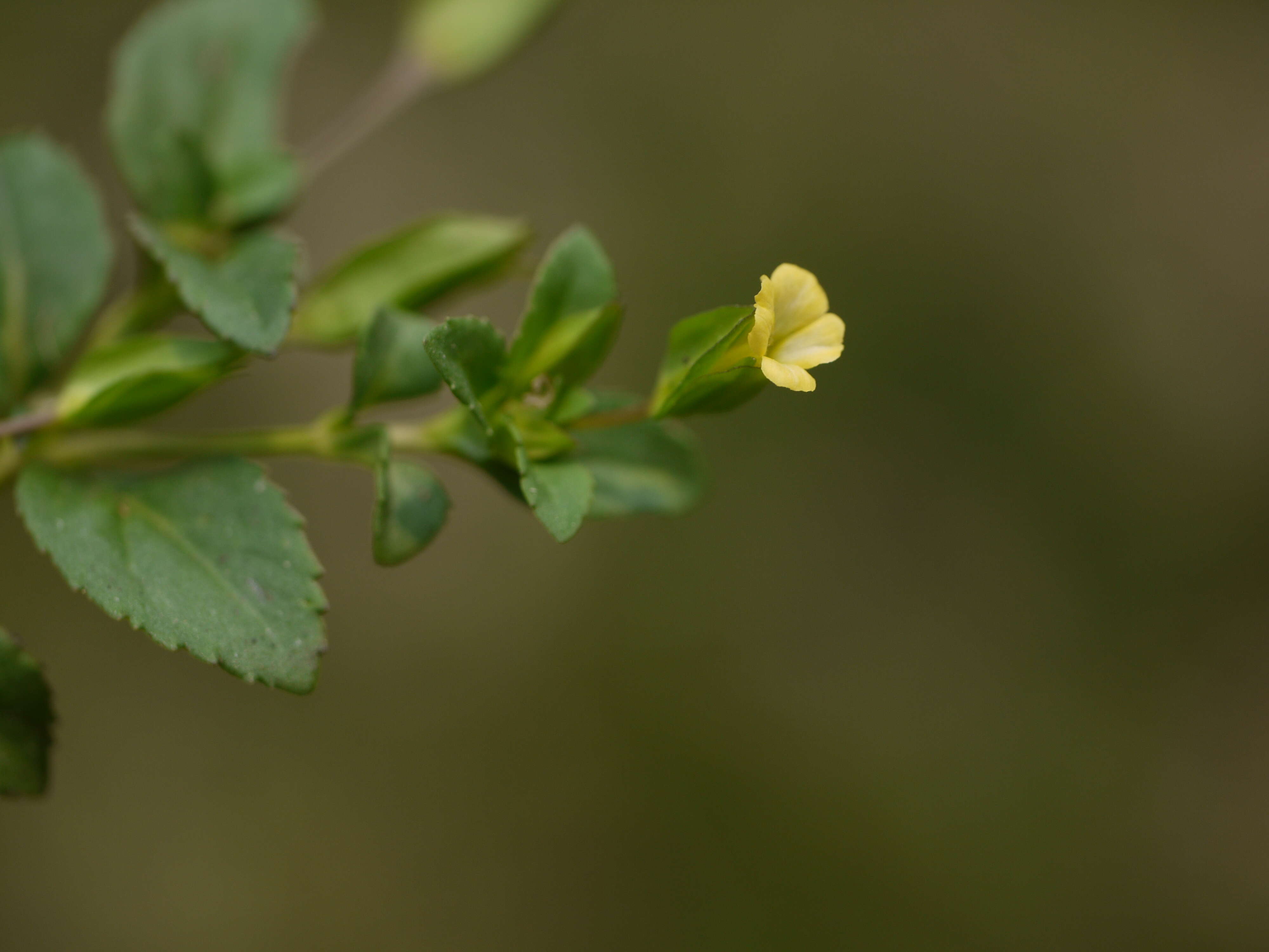 Mecardonia procumbens (Mill.) Small resmi