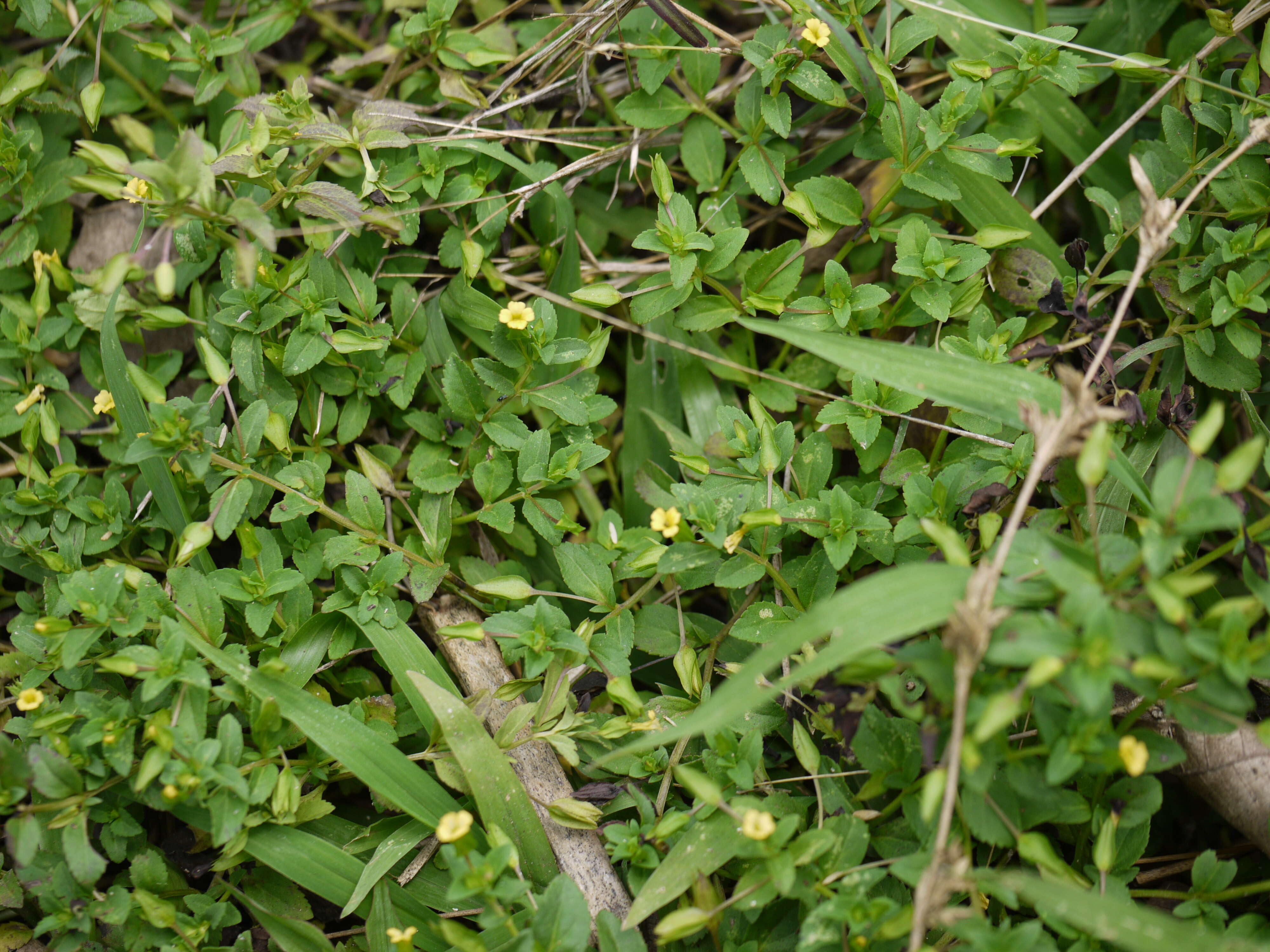 Mecardonia procumbens (Mill.) Small resmi