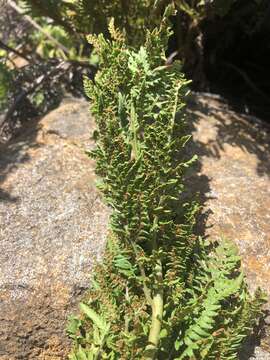 Image of Dryopteris athamantica (Kunze) O. Kuntze