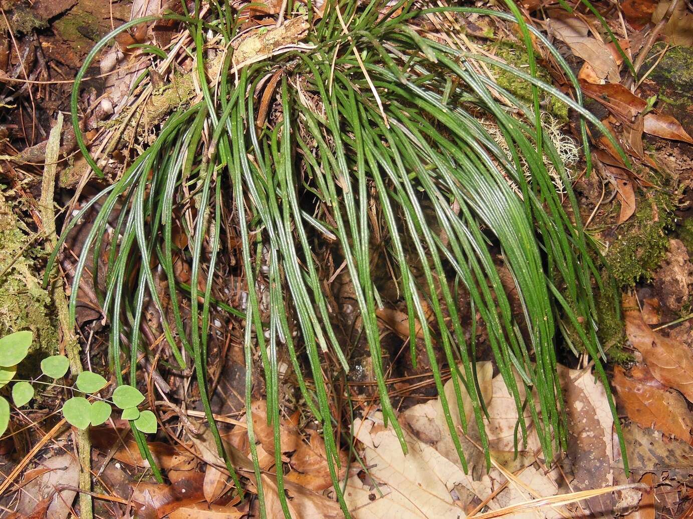 Imagem de Vittaria graminifolia Kaulf.