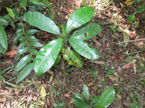 Image of Large-leaved onionwood