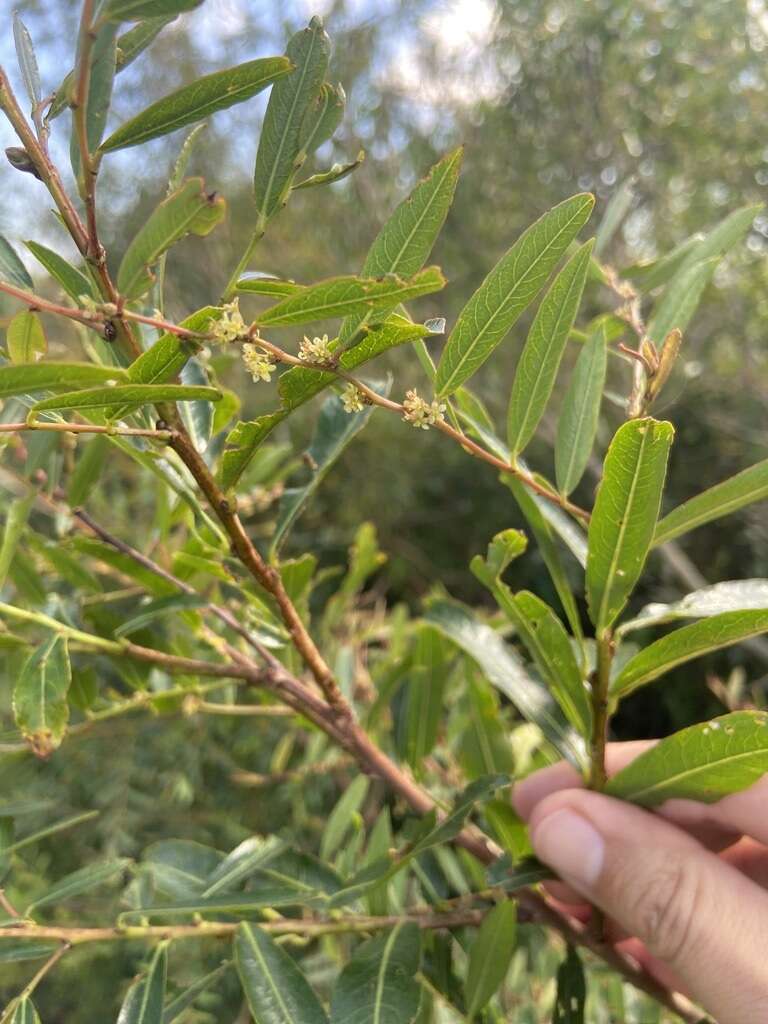 Image de Phyllanthus sellowianus (Klotzsch) Müll. Arg.