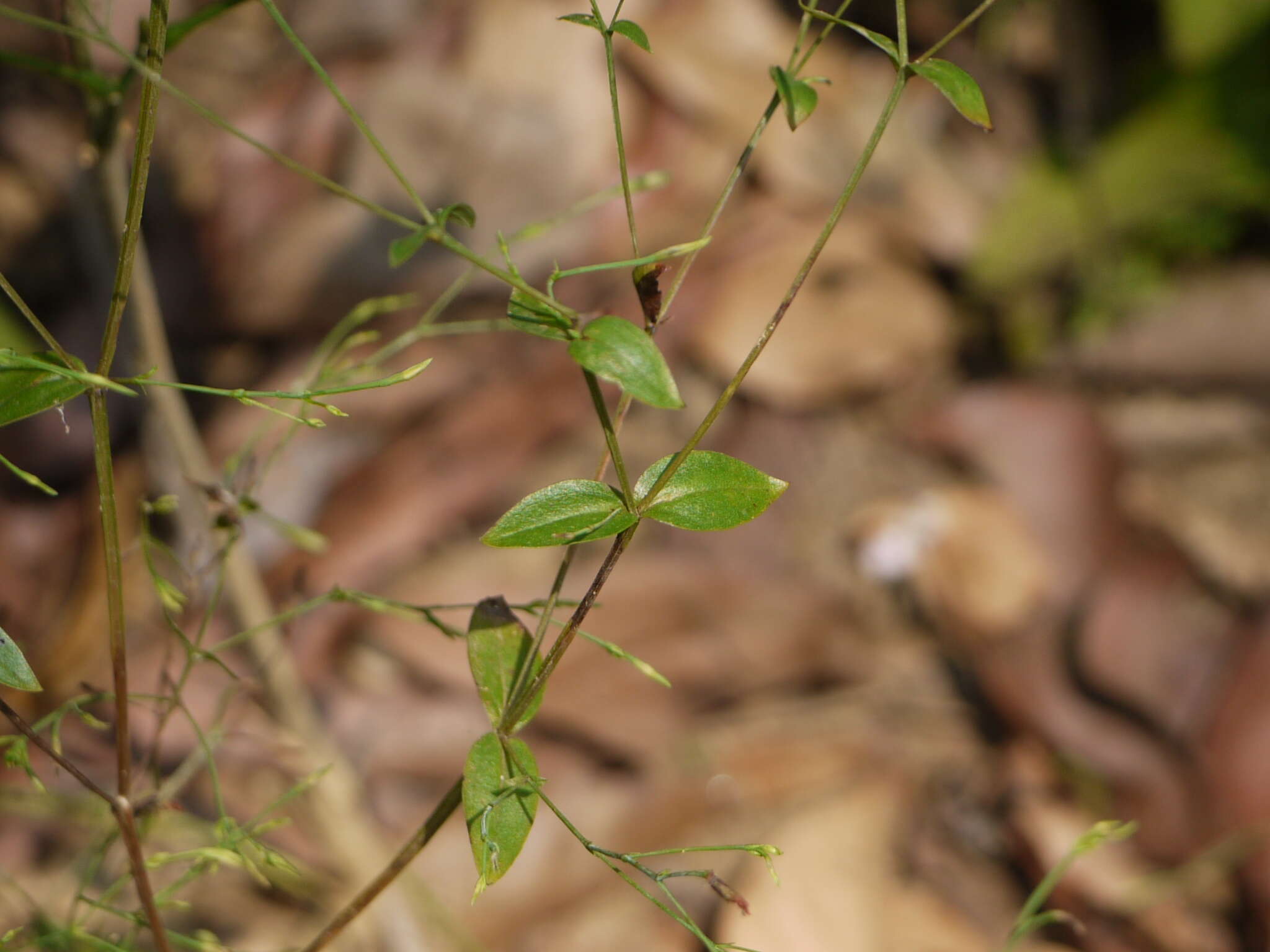 Image of Canscora diffusa (Vahl) R. Br. ex Roem. & Schult.