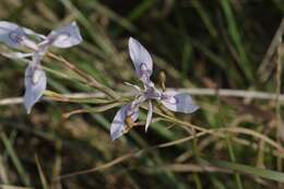 Image of Moraea elliotii Baker