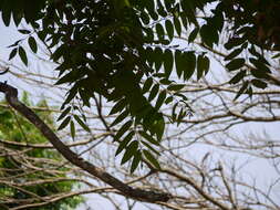 Image of Ailanthus triphysa (Dennst.) Alston