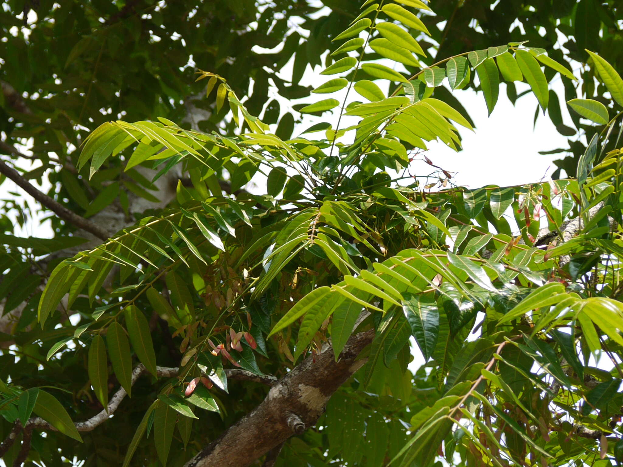 Image of Ailanthus triphysa (Dennst.) Alston