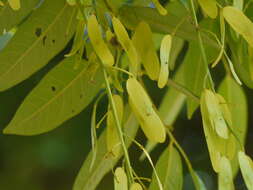 Image of Ailanthus triphysa (Dennst.) Alston