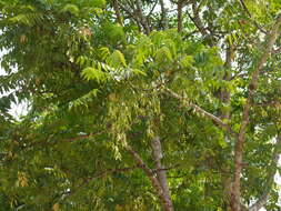 Image of Ailanthus triphysa (Dennst.) Alston