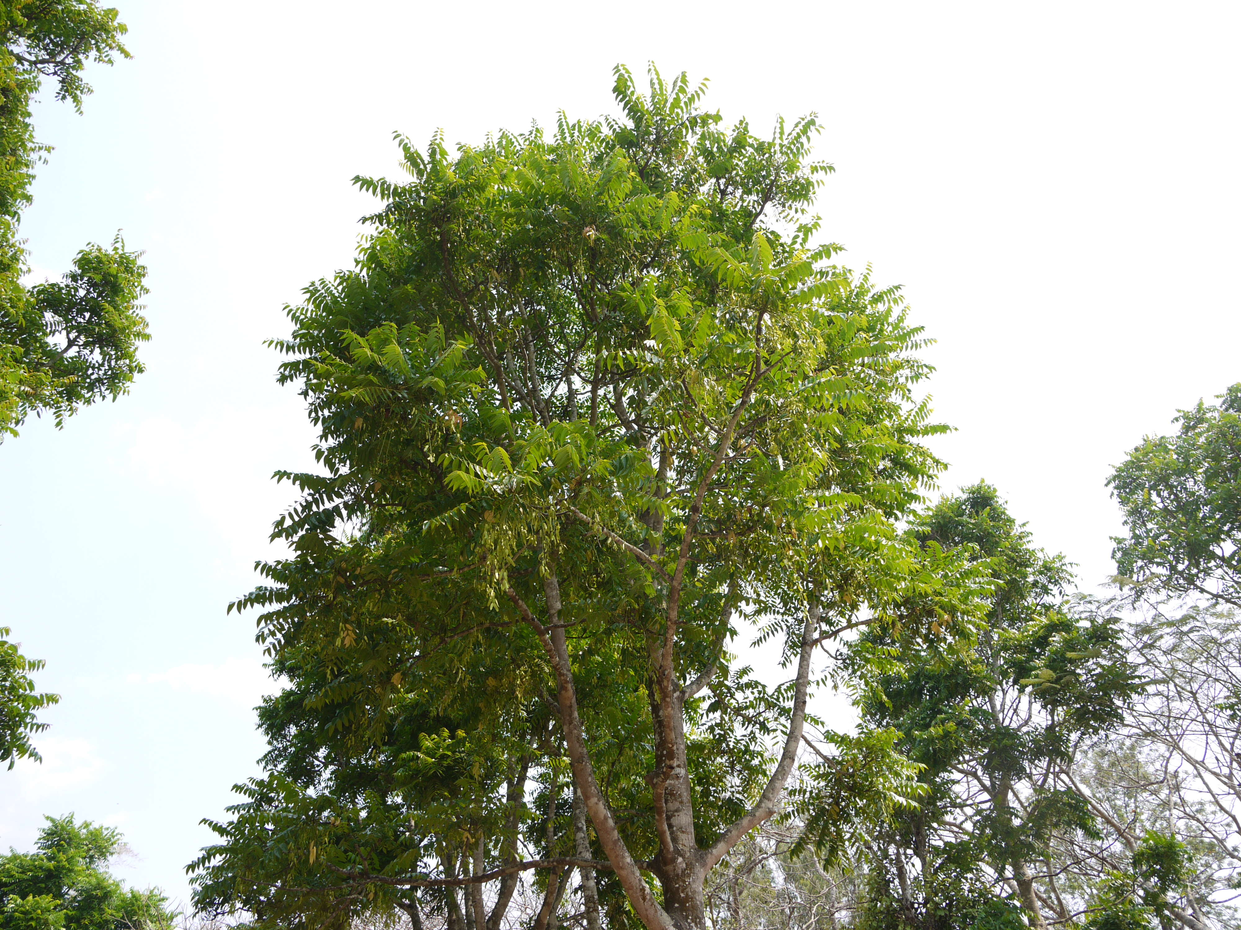 Image of Ailanthus triphysa (Dennst.) Alston