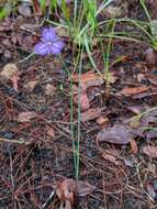 Image of Thysanotus banksii R. Br.