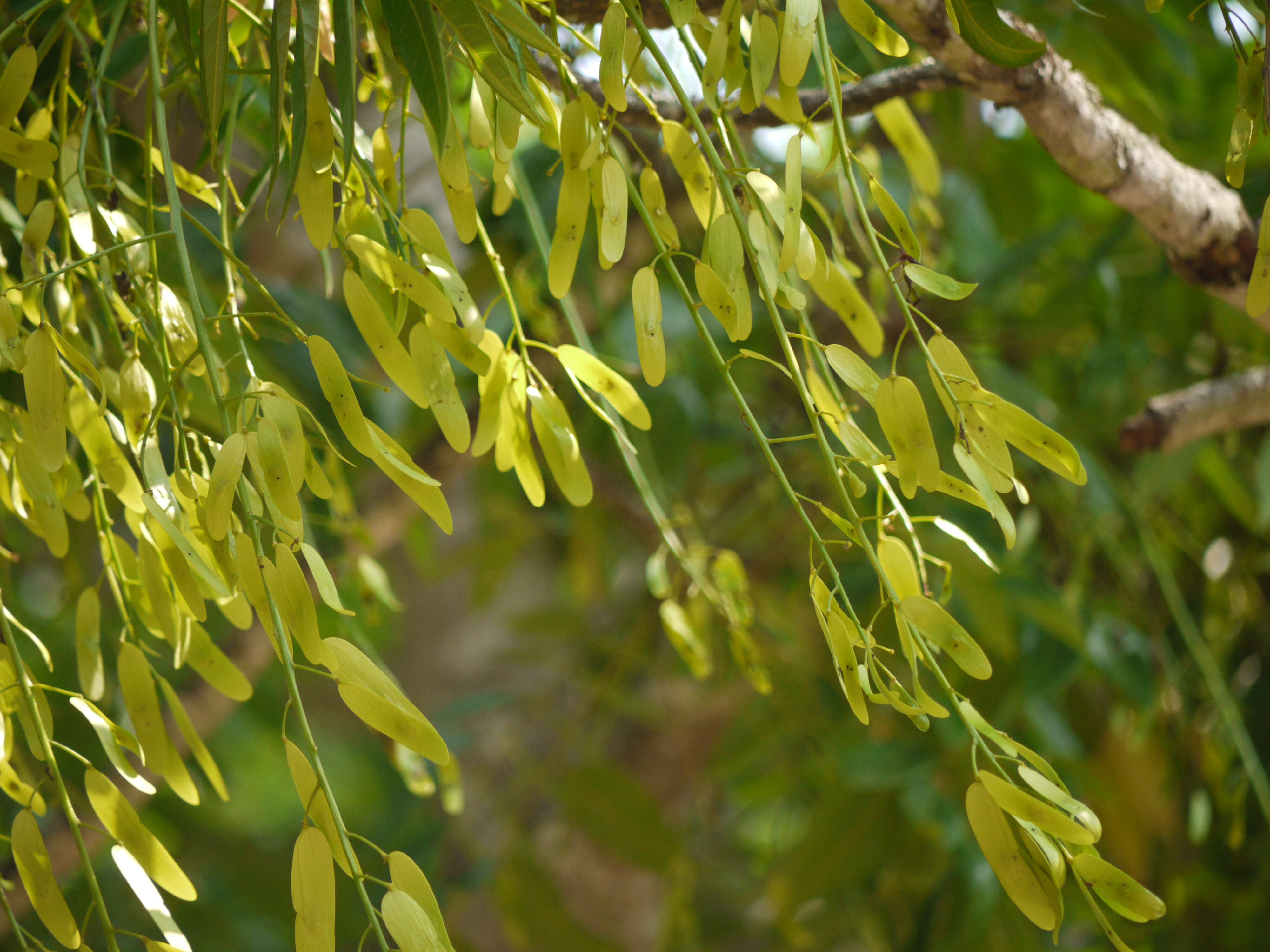 Image of Ailanthus triphysa (Dennst.) Alston